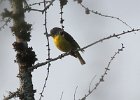 102Nashville Warbler