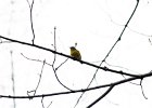 103Nashville Warbler