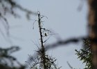 Nashville Warbler (13)