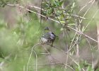 Northern Parula (11)