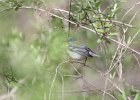 Northern Parula (12)