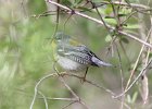 Northern Parula (15)