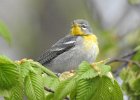 Northern Parula (3)
