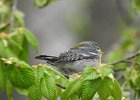 Northern Parula (4)