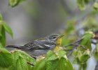 Northern Parula (5)