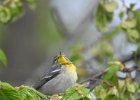 Northern Parula (6)