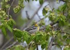 Northern Parula (7)