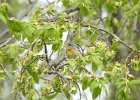 Northern Parula (9)