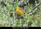 075 - 801 Yellow Warbler