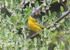 101Yellow Warbler (6)