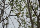 Yellow Warbler (4)