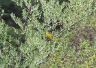 Yellow Warbler (5)