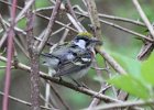 101Chestnut-sided Warbler