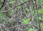 Chestnut-sided Warbler (16)