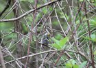Chestnut-sided Warbler (27)