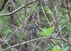 Chestnut-sided Warbler (29)
