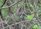 Chestnut-sided Warbler (30)