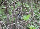 Chestnut-sided Warbler (31)