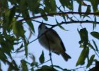 Chestnut-sided Warbler (33)