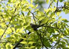 Chestnut-sided Warbler (42)