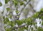 Chestnut-sided Warbler (44)