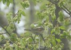 Chestnut-sided Warbler (48)