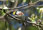 Chestnut-sided Warbler (54)