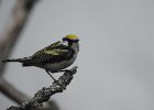Chestnut-sided Warbler (59)