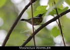 075 - 803 Magnolia Warbler