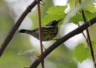 101Magnolia Warbler (1)