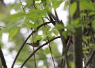Magnolia Warbler (2)