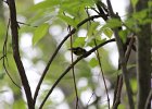 Magnolia Warbler (22)