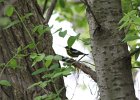 Magnolia Warbler (25)