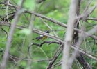 Magnolia Warbler (26)