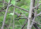 Magnolia Warbler (27)