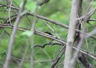 Magnolia Warbler (28)