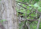 Magnolia Warbler (29)
