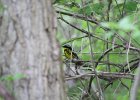 Magnolia Warbler (30)