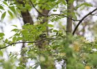 Magnolia Warbler (34)