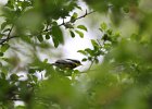 Magnolia Warbler (36)