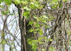 Magnolia Warbler (40)