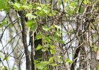 Magnolia Warbler (47)
