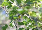 Magnolia Warbler (70)