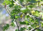 Magnolia Warbler (71)