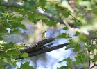 Magnolia Warbler (72)