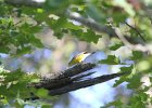 Magnolia Warbler (75)