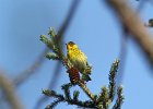 101Cape May Warbler