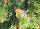 102Cape May Warbler