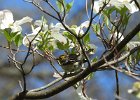 Cape May Warbler (12)