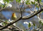 Cape May Warbler (13)